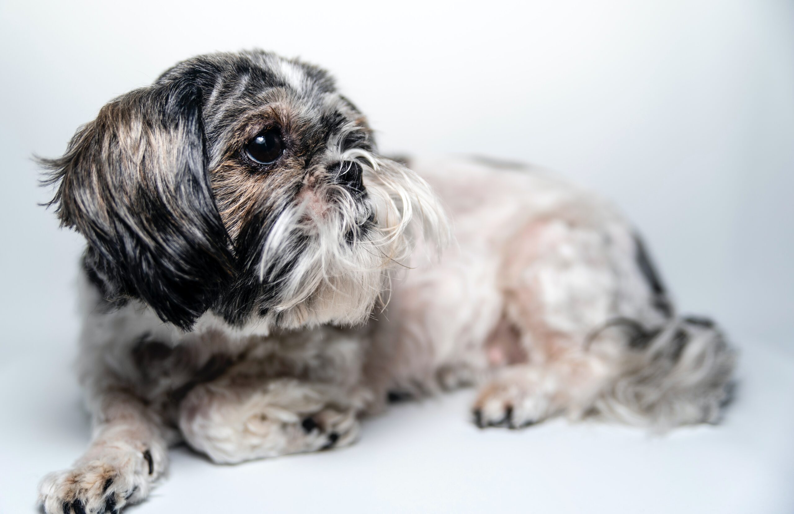 10 Best Snout Soothers For Shih Tzus