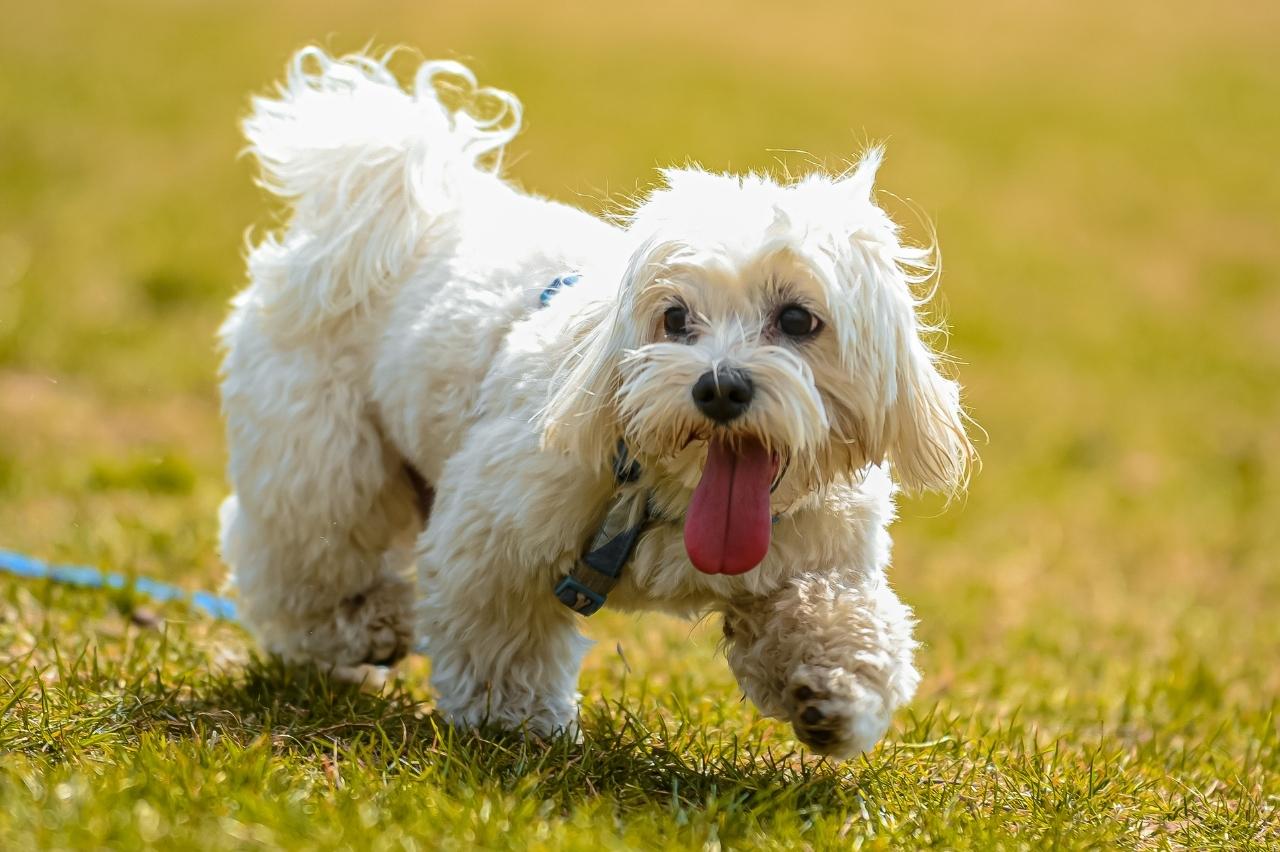 Best invisible dog fence for Shih Tzus