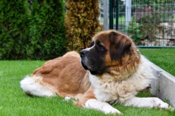 the best snout soother for your St. Bernard