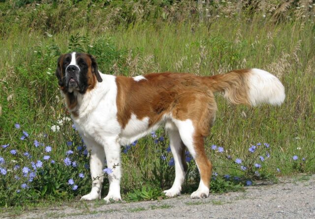 best dog gate for St. Bernards