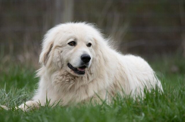 best dog gate for Great Pyrenees
