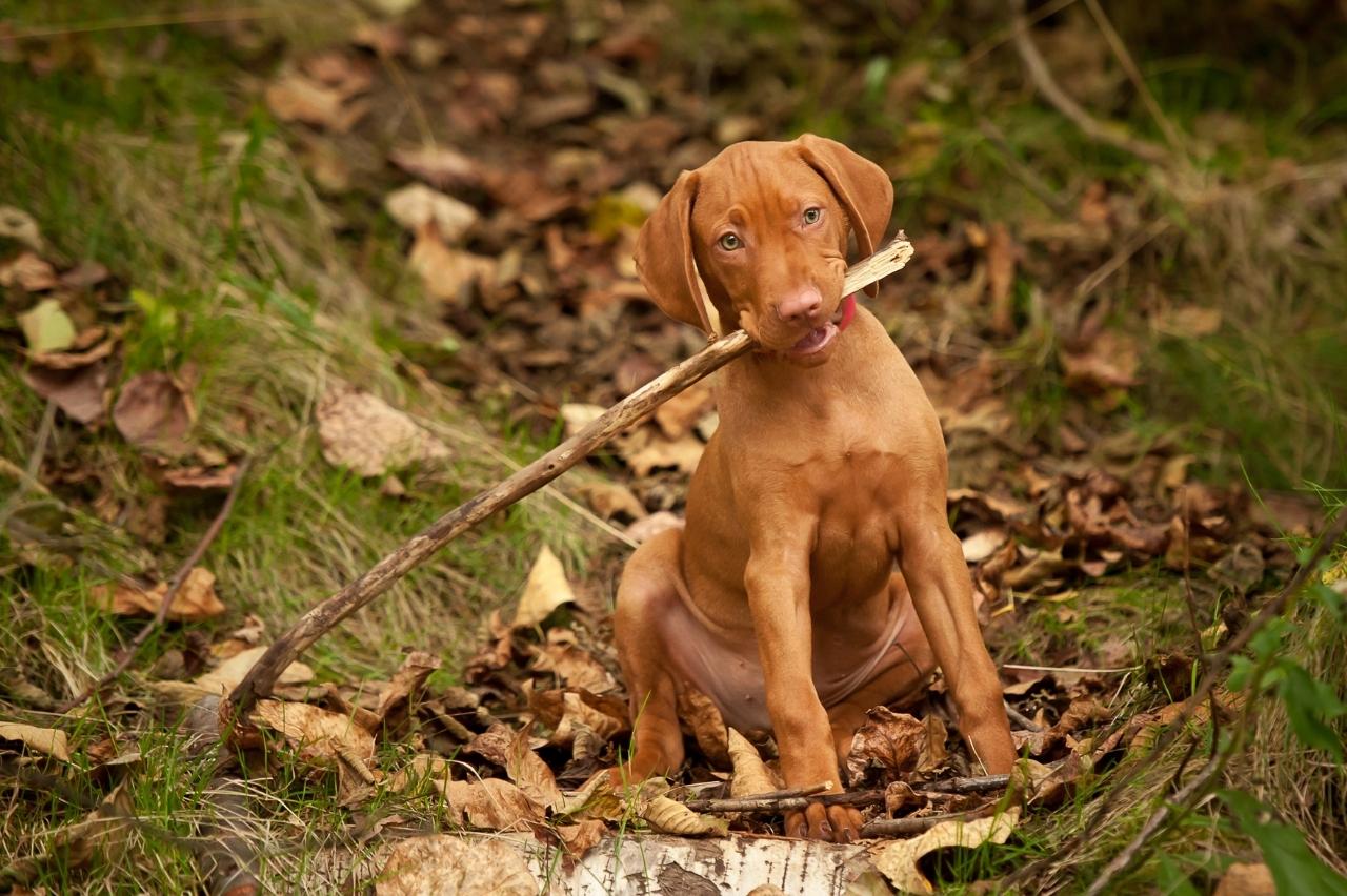 Best bully sticks for Vizslas