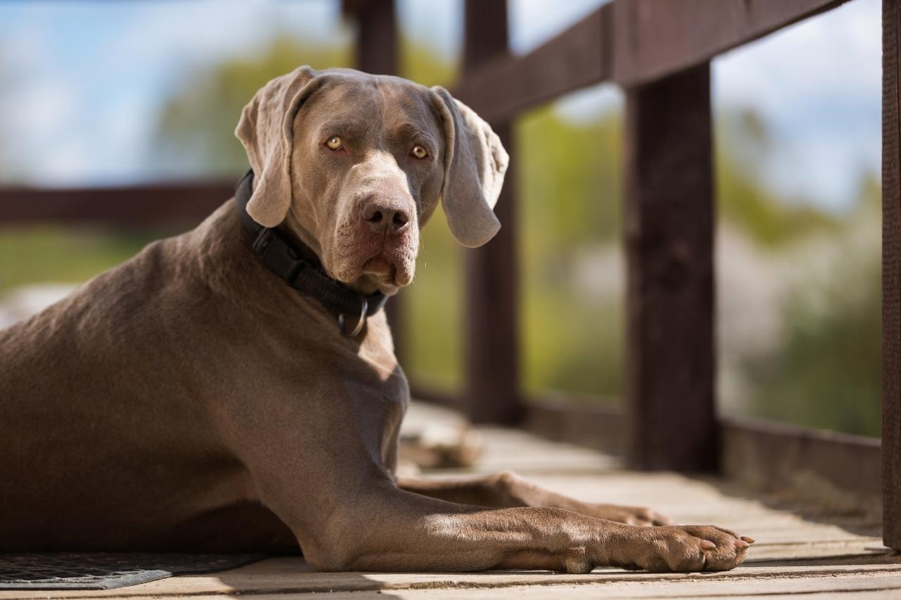 The Best Dehydrated Dog Foods for Weimaraners