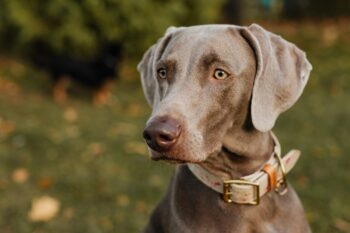 the best snout soother for your Weimaraner