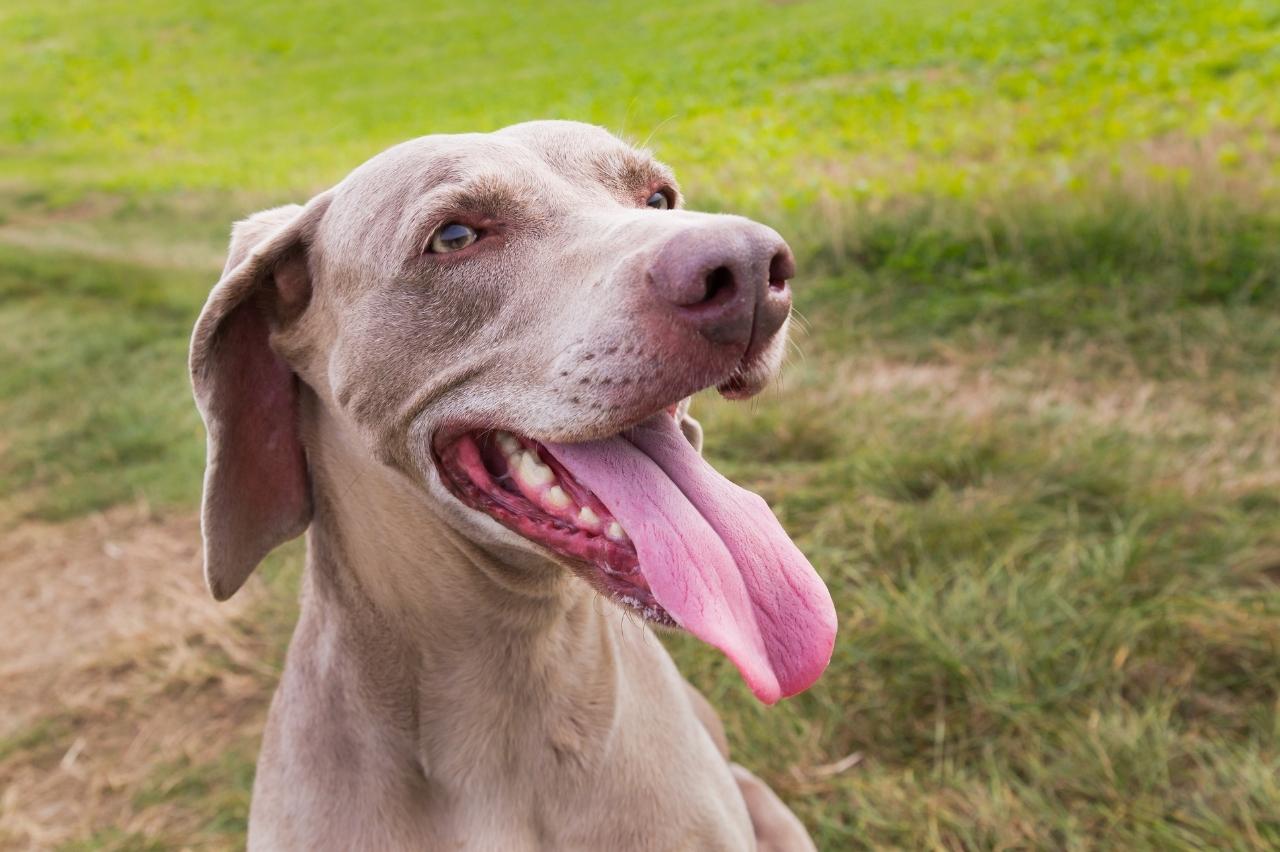 Weimaraner displaying sleek power and unstoppable enthusiasm