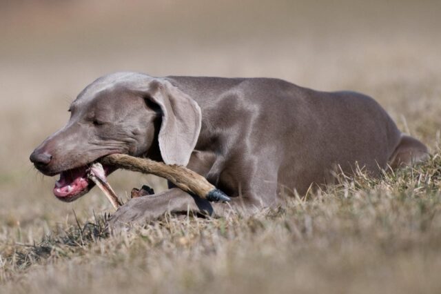 Best bully sticks for Weimaraners