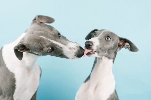 best snout soothers for Whippets