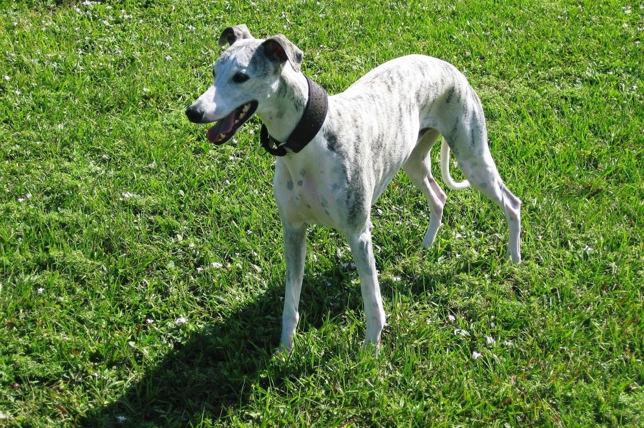 Best invisible dog fence for Whippets