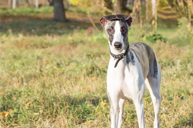 Best dehydrated dog foods for Whippets