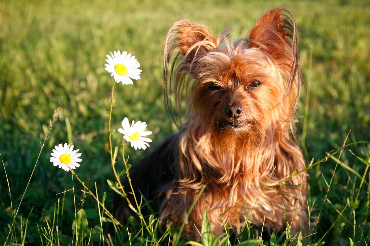 The Best Dehydrated Dog Foods for Yorkies