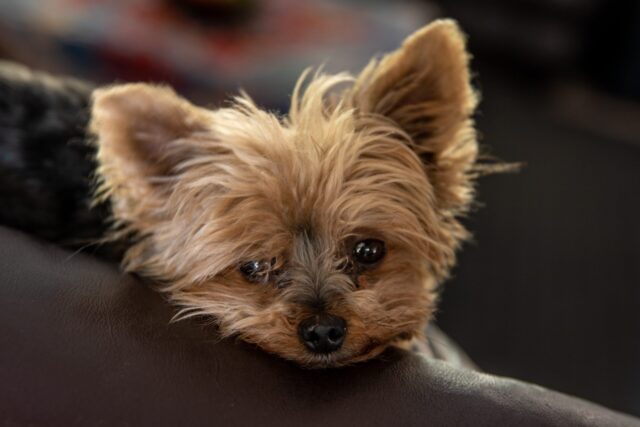 best snout soothers for Yorkies