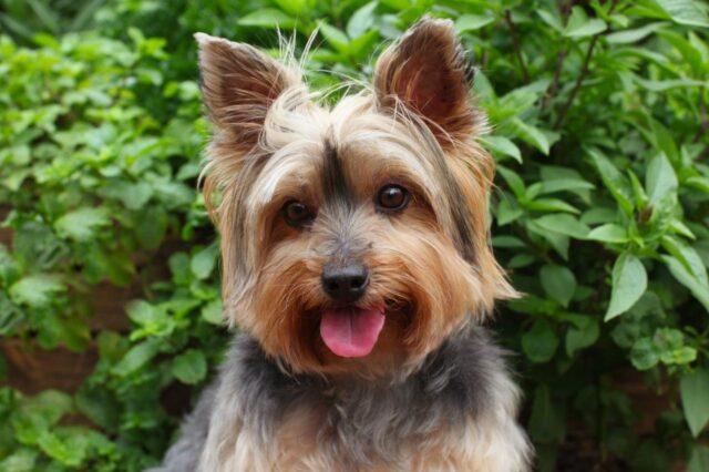 Best freeze dried dog food for Yorkies