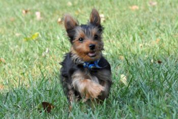 Best invisible dog fence for Yorkies