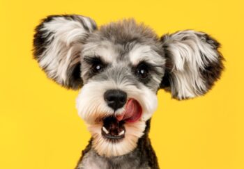 The 8 Best Dog Clippers For Home Use - iHeartDogs.com - Best Dog Clippers For Fearful And Anxious Puppies