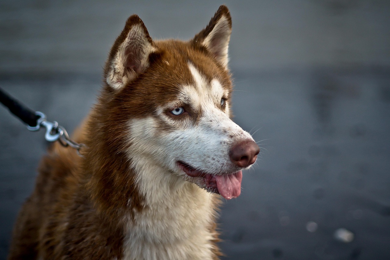 5 Secrets To Stop Your Husky from Leash Pulling