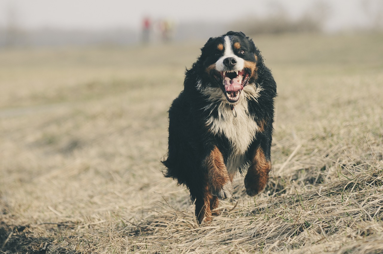 11 Secrets to Make Your Bernese Mountain Dog Come When Called