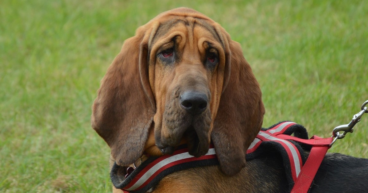 10 Best Snout Soothers For Bloodhounds
