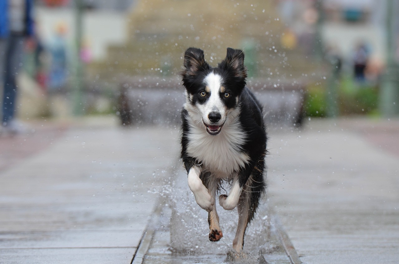 Border Collie Owner's Guide, Expert Advice