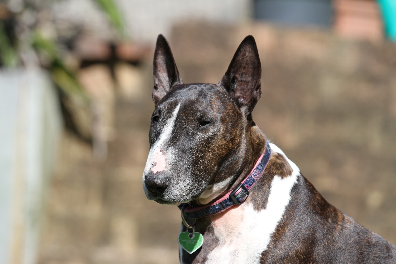 5 Secrets To Stop Your Bull Terriers from Leash Pulling