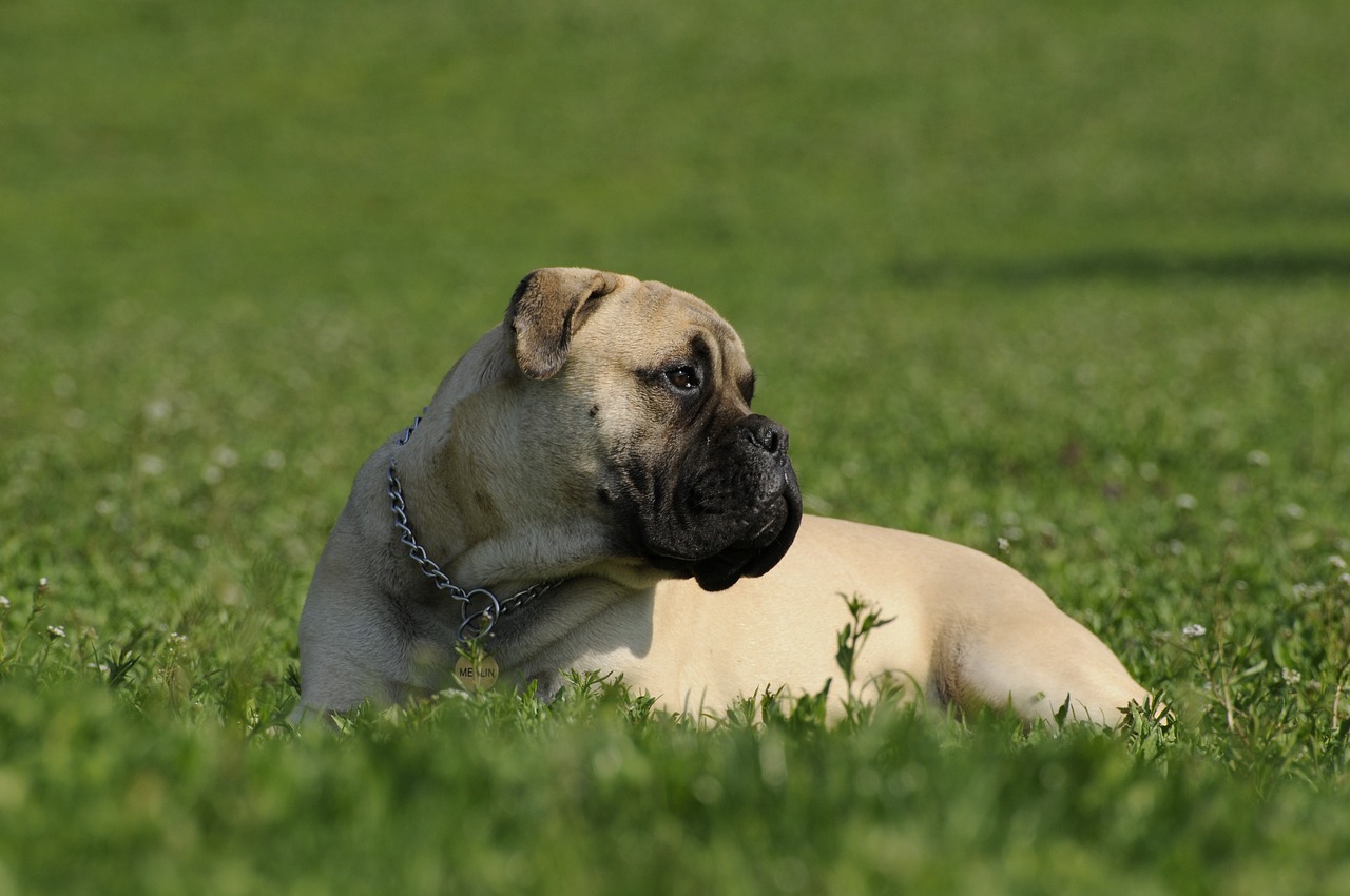 5 Secrets To Stop Your Bullmastiff from Leash Pulling