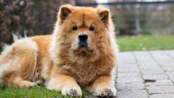 PetWireDaily — The 9 Best Beds For Senior Chow Chows