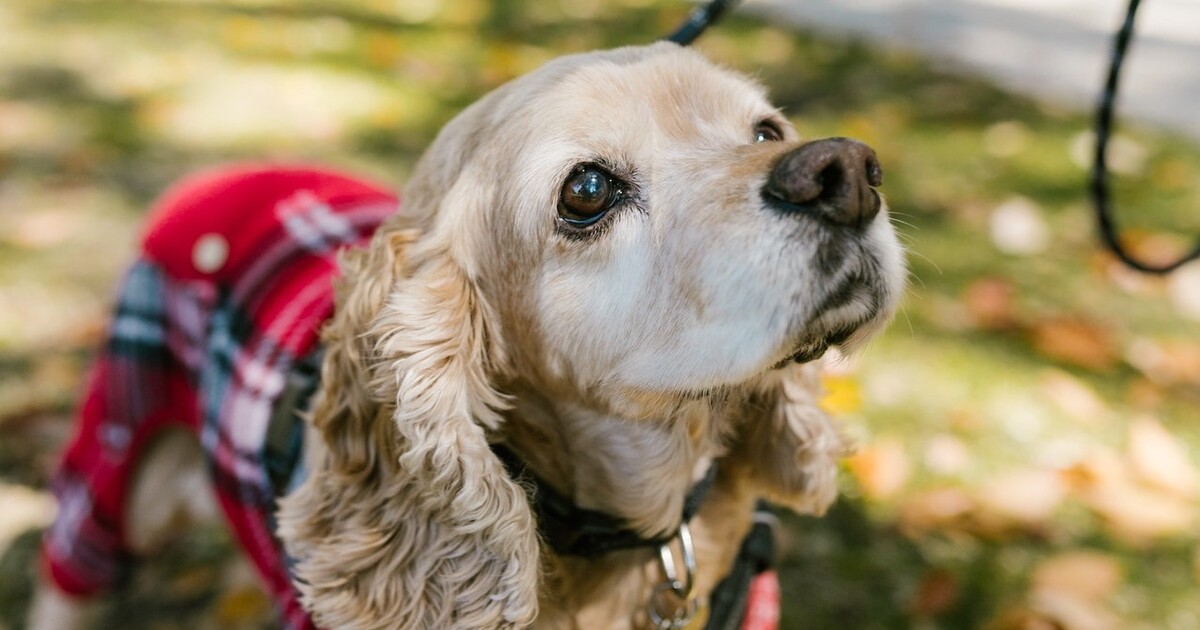 Best invisible dog fence for Cocker Spaniels