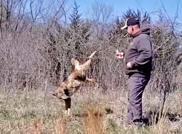 Gutsy Man Approached Trapped Coyote With Pliers In Hand Iheartdogs