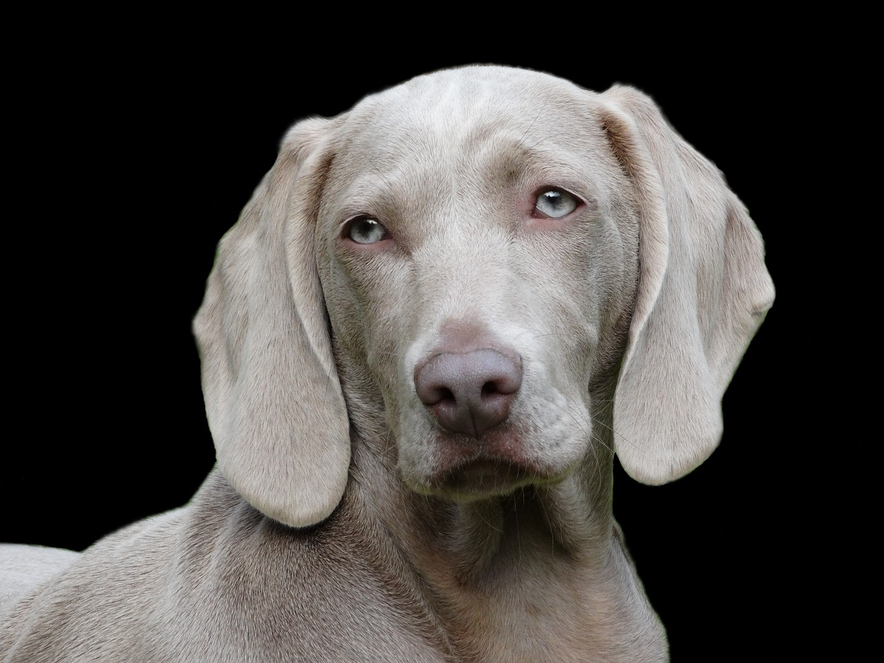 Best Probiotics for Weimaraners