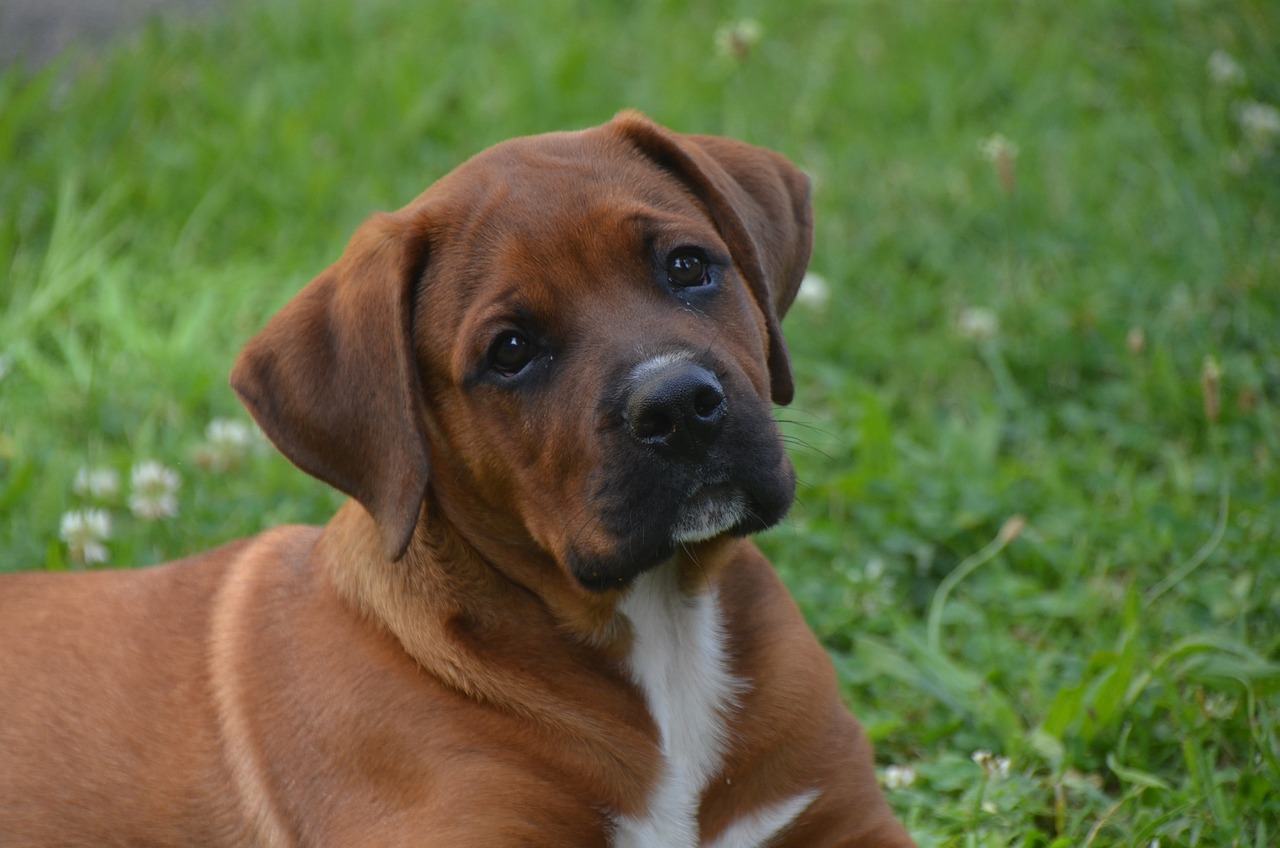 7 Secrets to Quickly Potty Training a Boxer
