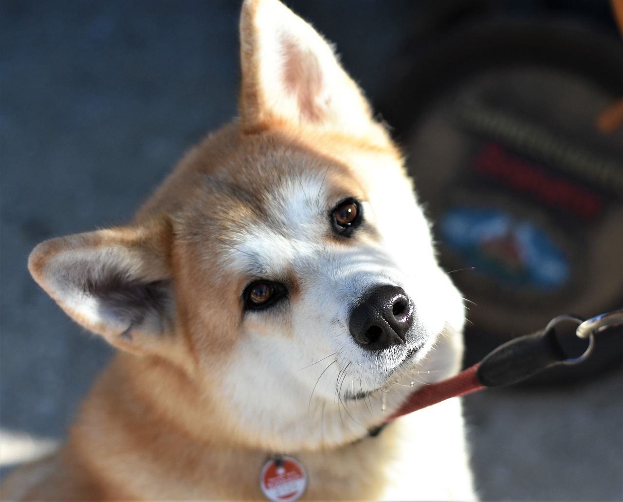 Should I Let My Dog Destroy His Toys? - SpiritDog Training