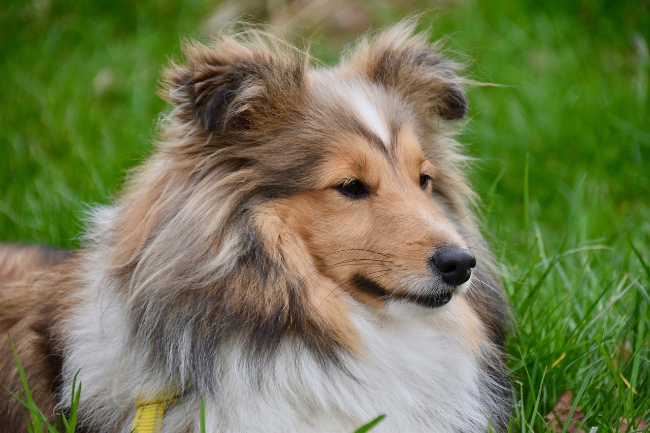 5 Secrets To Stop Your Sheltie from Leash Pulling
