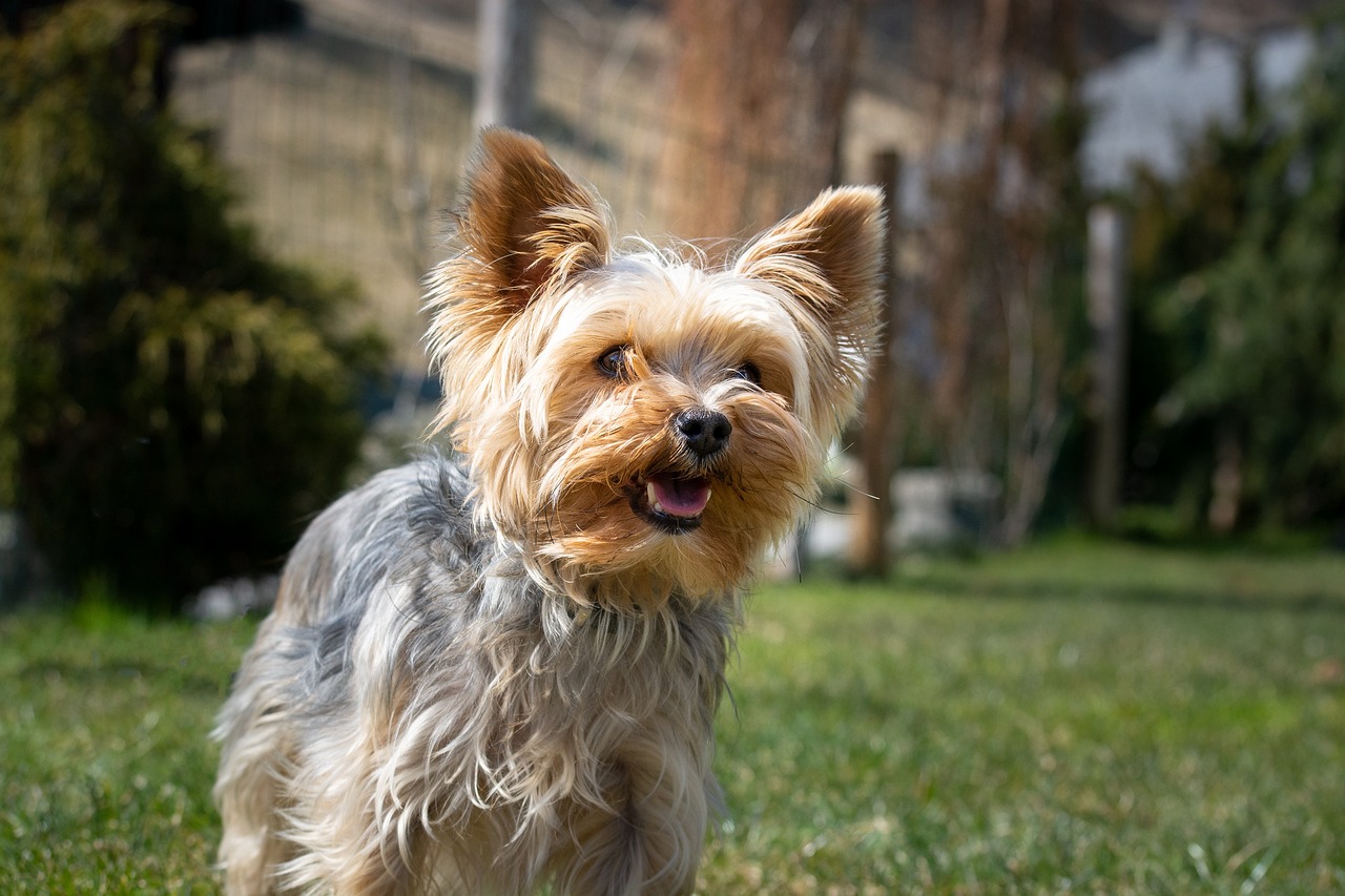 7 Secrets to Quickly Potty Training a Yorkie