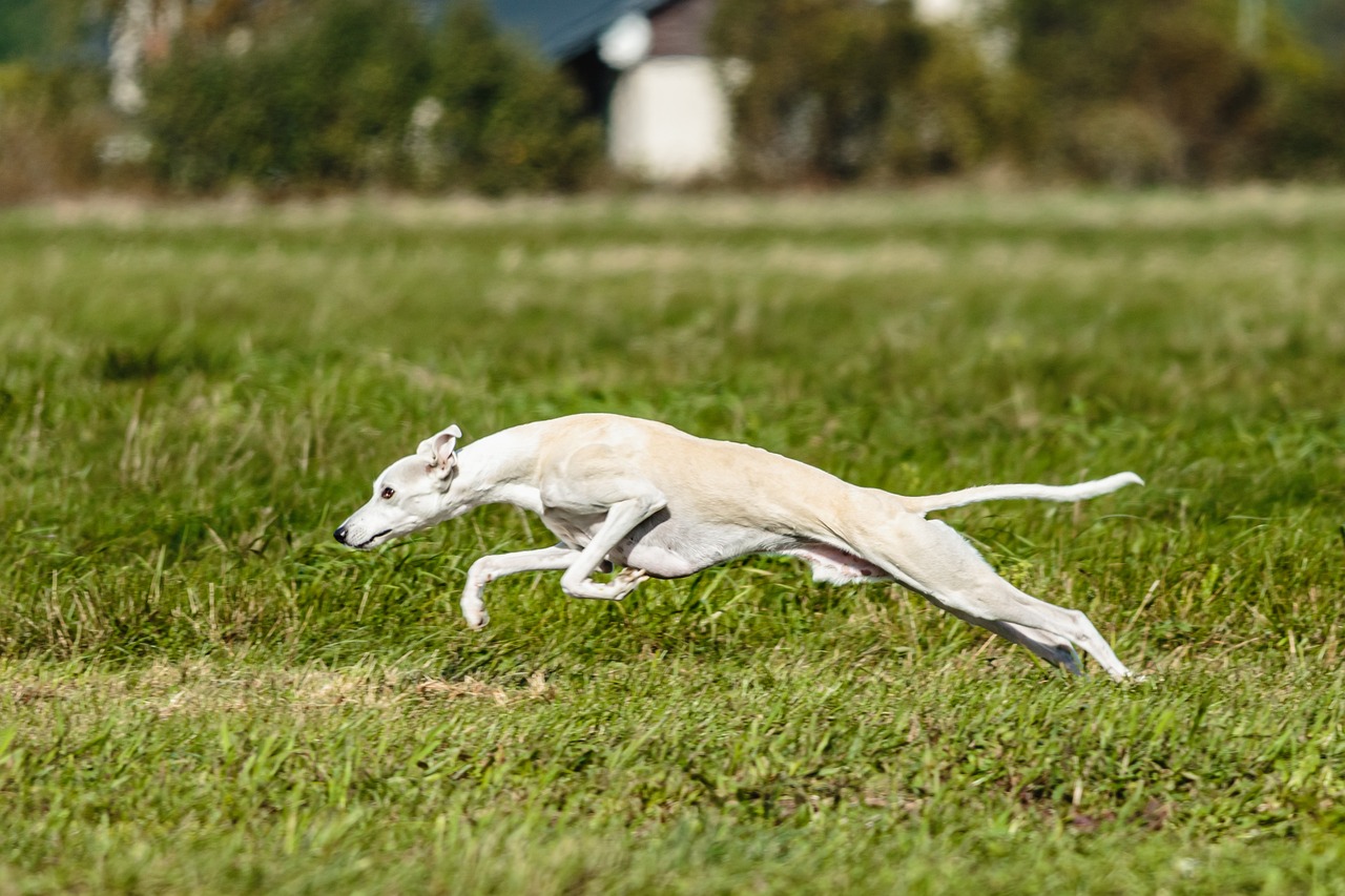 11 Secrets to Make Your Whippet Come When Called
