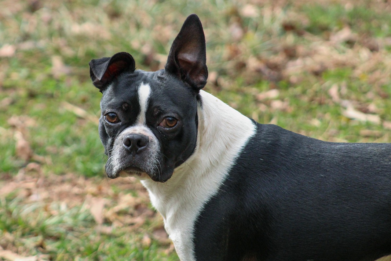 Boston terrier best sale japanese chin mix