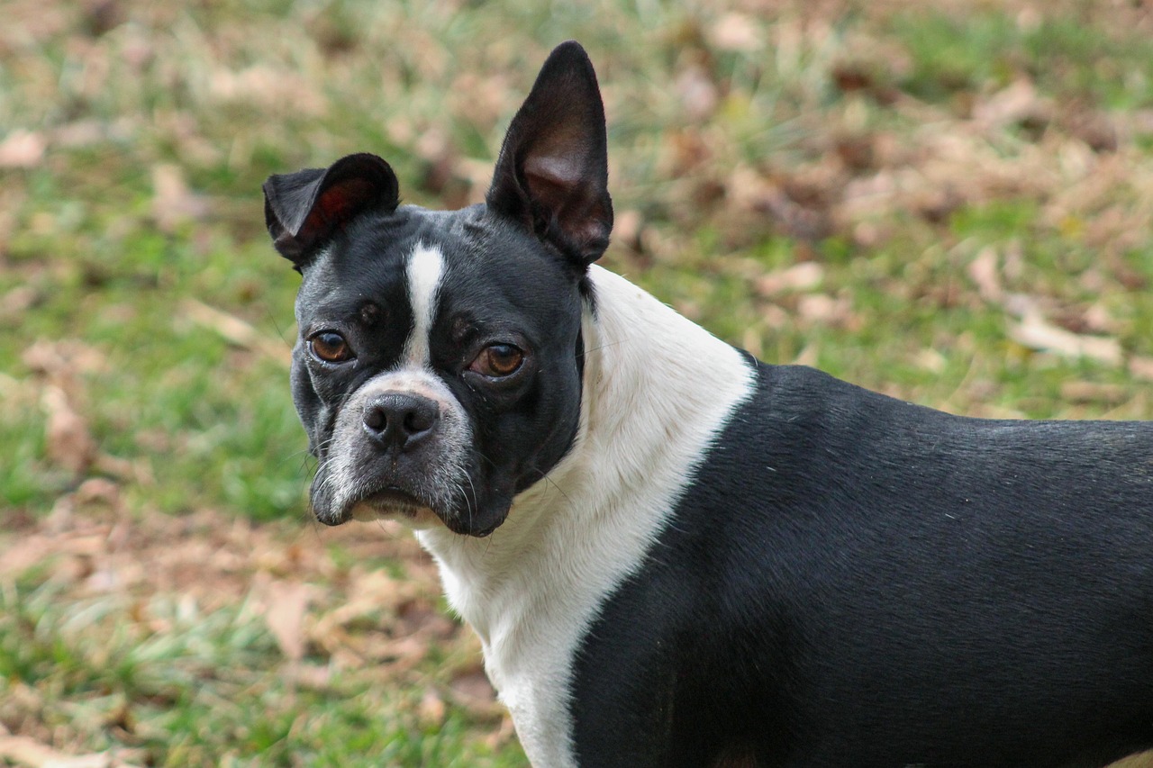 how long does it take to potty train a boston terrier puppy? 2