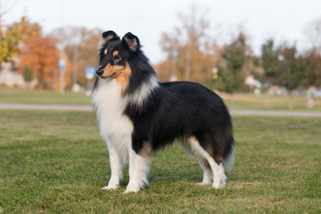 7 Secrets to Quickly Potty Training a Sheltie