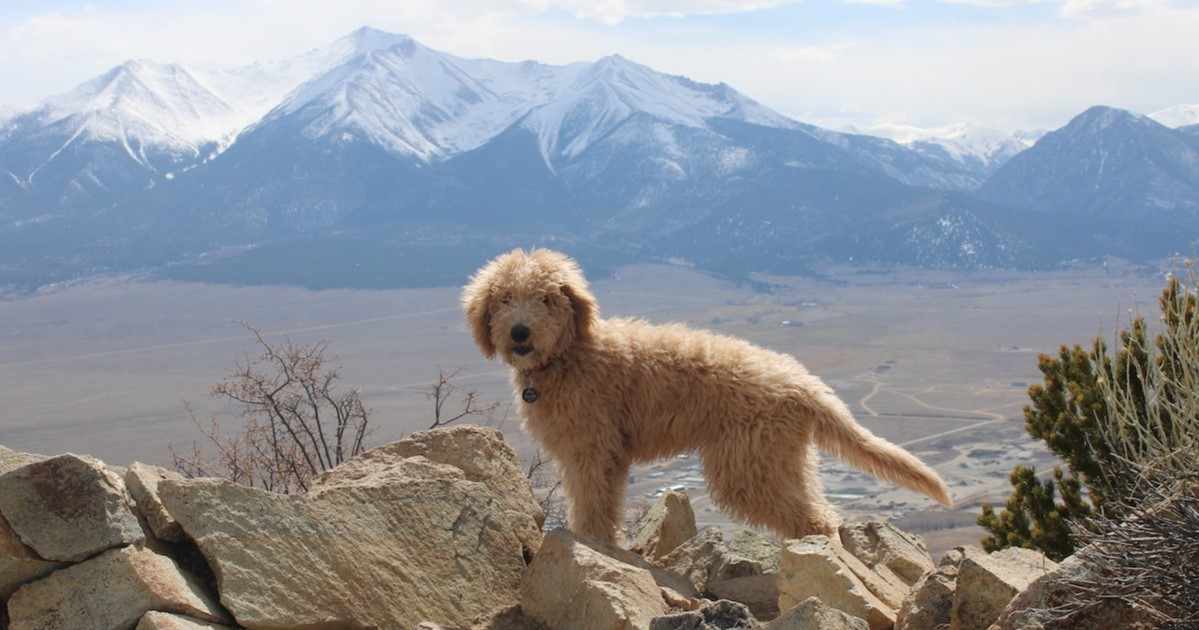 Best invisible dog fence for Goldendoodles