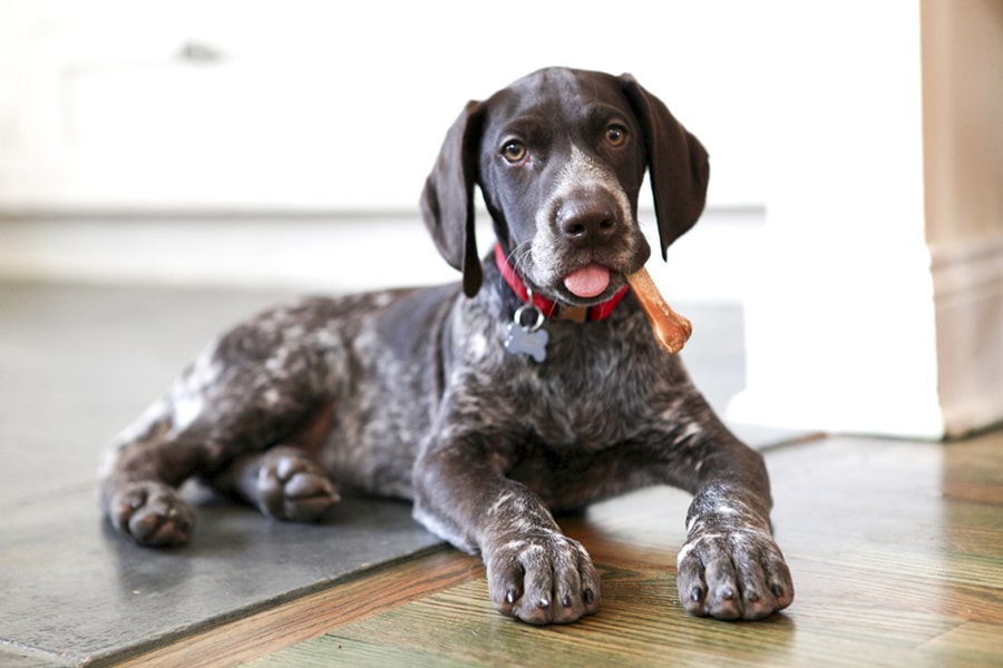 german+shorthaired+pointer+with+a+red+collar+holding+a+bone+in+his+mouth-min
