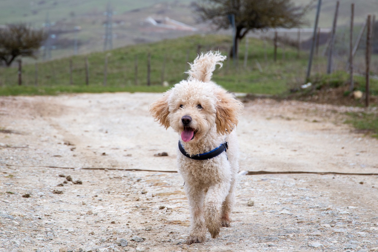 11 Secrets to Make Your Goldendoodle Come When Called
