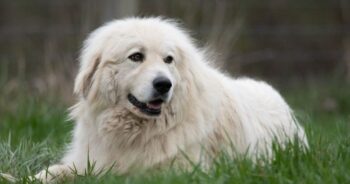 the best dog gate for your Great Pyrenees