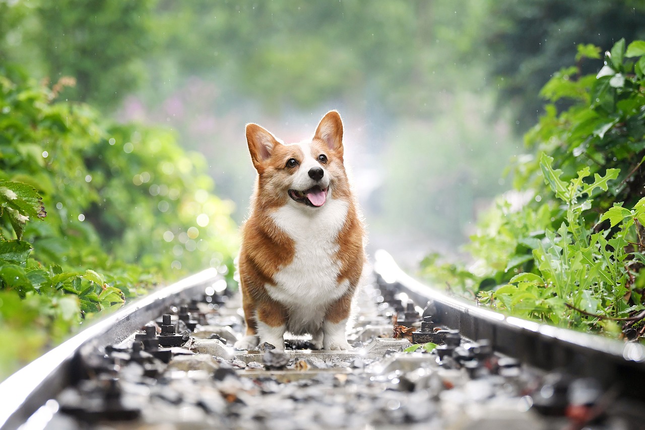 These Cat and Corgi Desktop and Smartphone Wallpapers Will Give You All the  Feels - Brit + Co