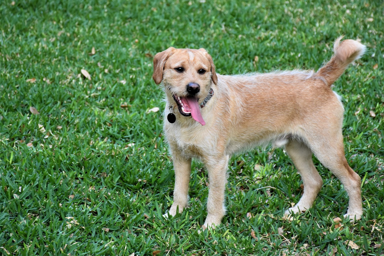 11 Secrets to Make Your Labradoodle Come When Called