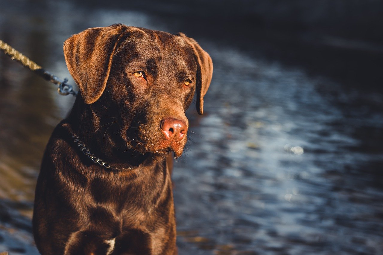 5 Secrets To Stop Your Lab from Leash Pulling