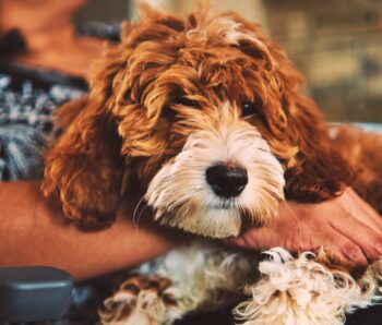 The 8 Best Dog Clippers For Home Use - iHeartDogs.com - Pet Clippers For Anxious Animals At Home