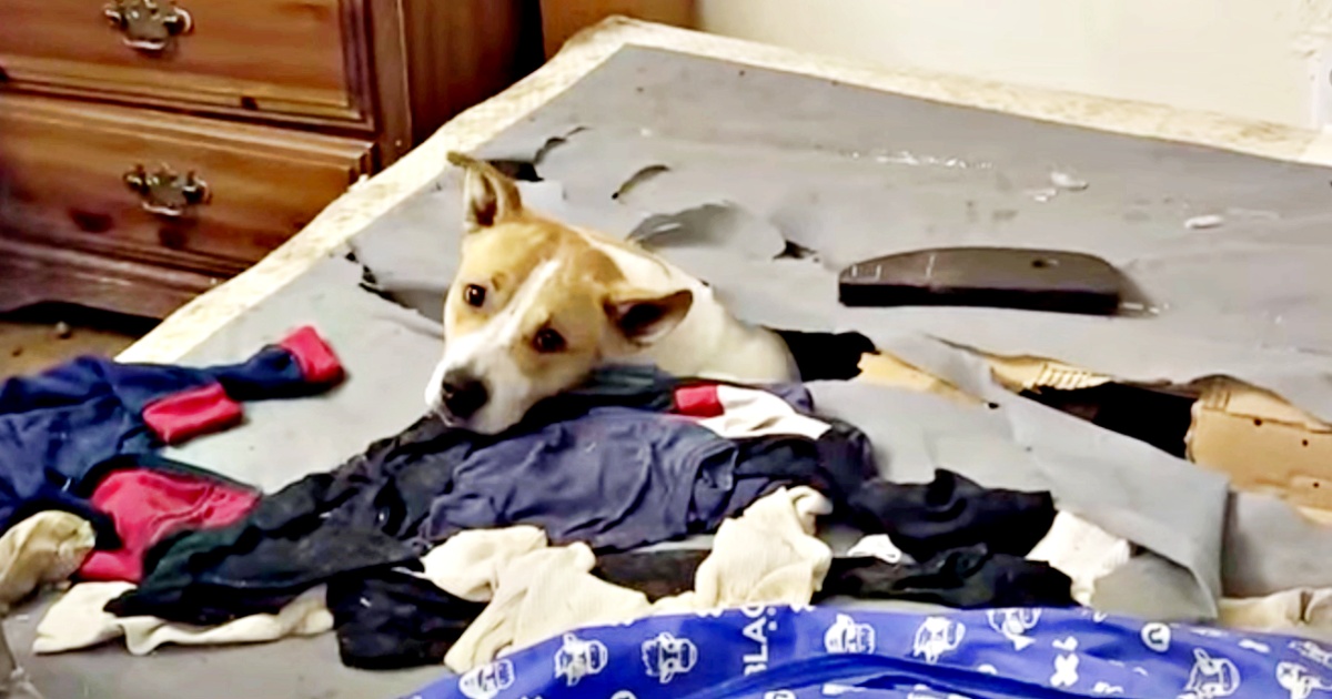 Woman Calls Out To Dog Living In Mattress And Her Little Head Pops Through