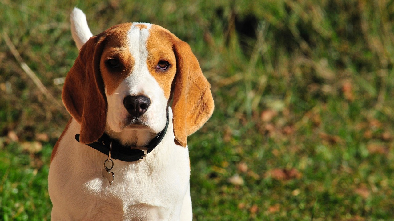 5 Secrets To Stop Your Beagle from Leash Pulling