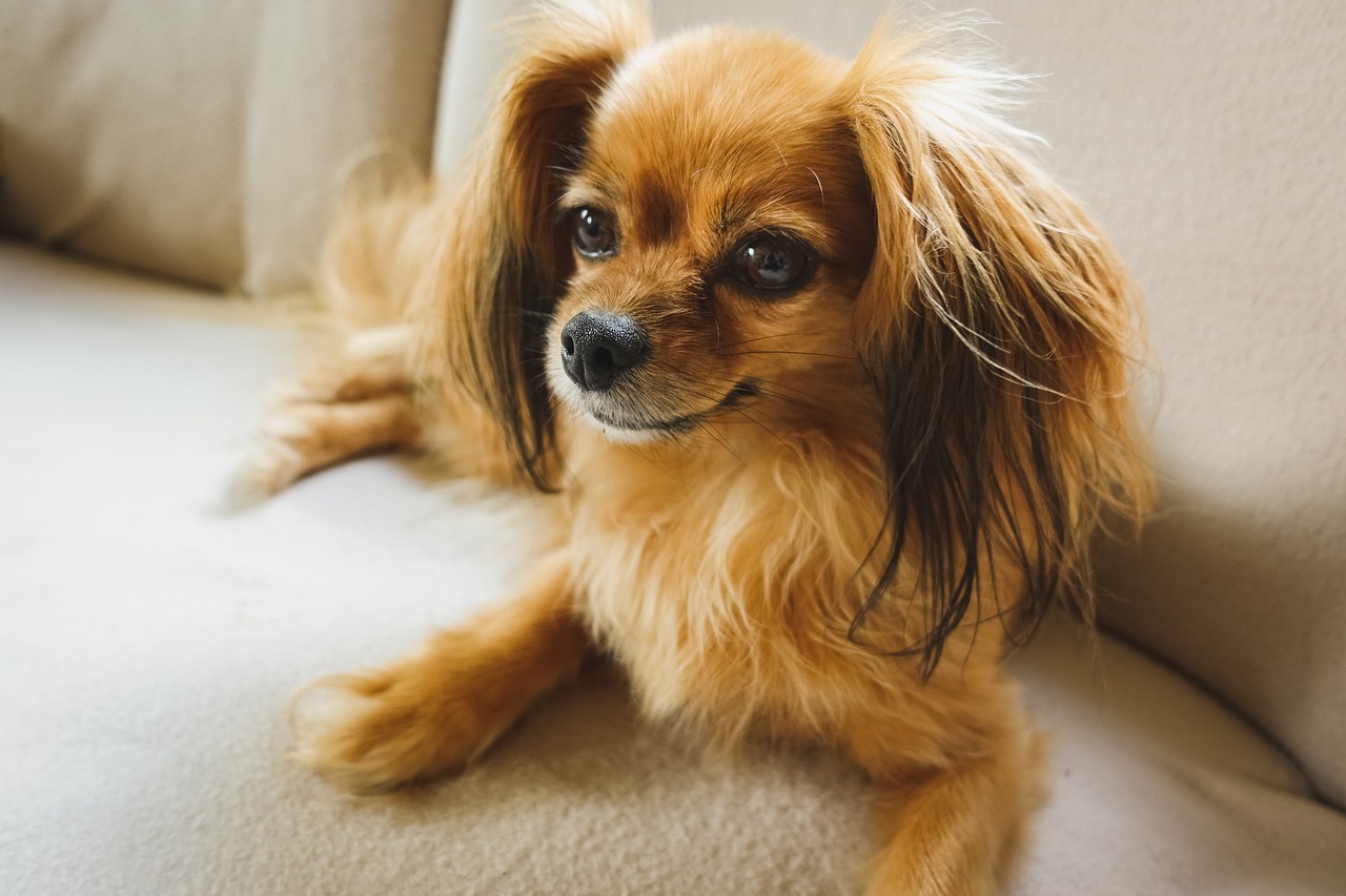 7 Strategies to Stop Your Papillon’s Resource Guarding