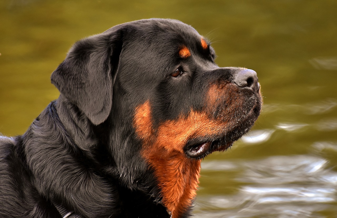7 Secrets to Quickly Potty Training a Rottweiler