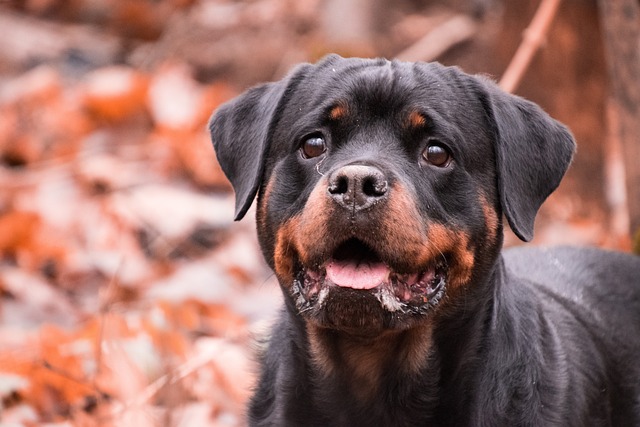 best snout soothers for Rottweilers