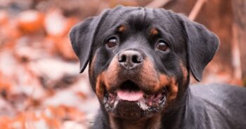 the best snout soother for your Rottweiler